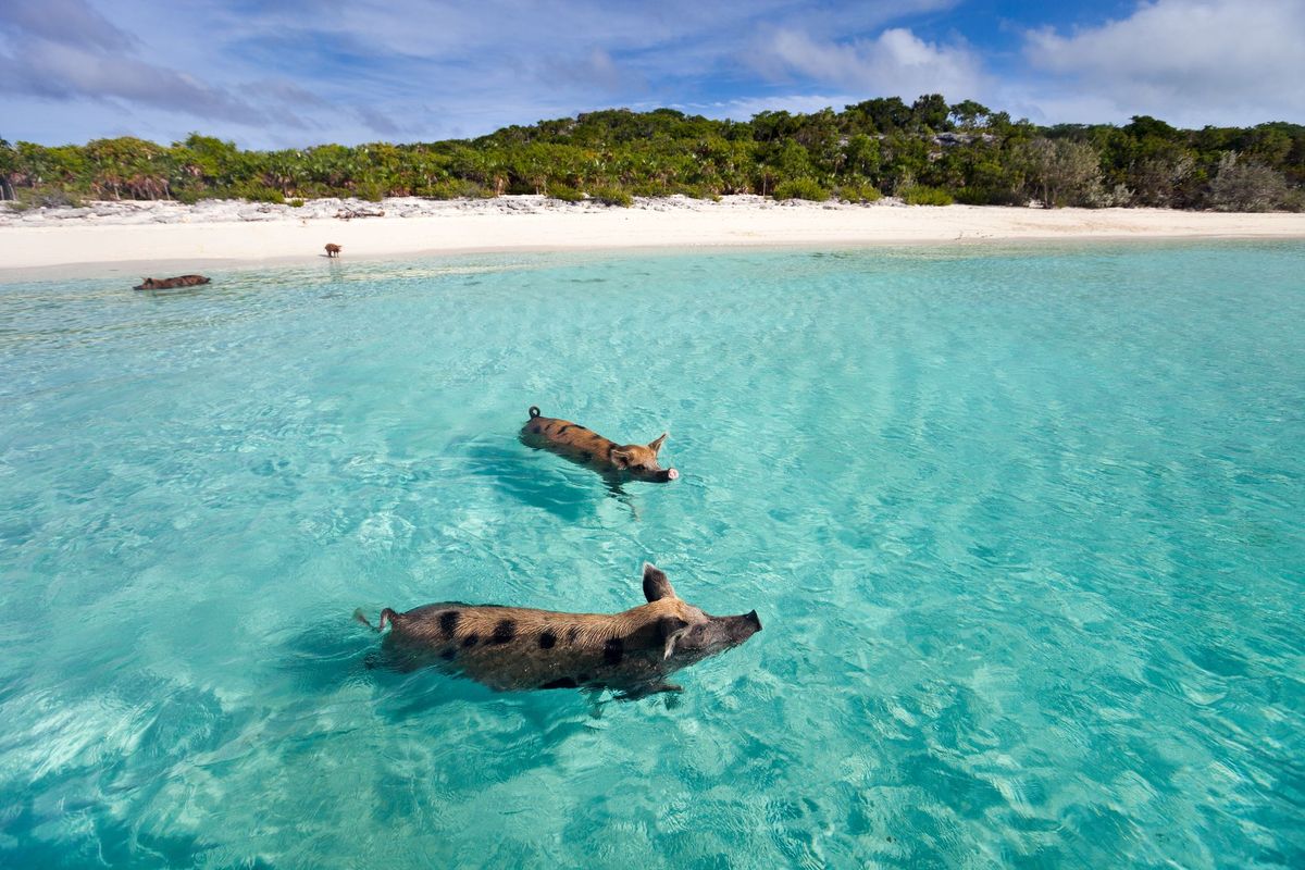 Свинья Бич Багамы
